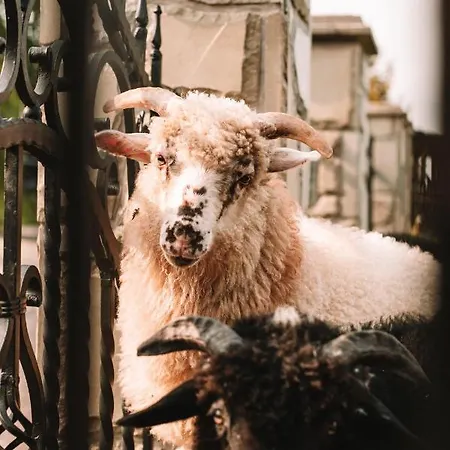 Poddasze Dla Znajomych - Z Goraca Balia Nad Jeziorem Czorsztynskim - Okolica Czorsztyn, Szczawnica, Velo Czorsztyn, Kroscienko, Zakopane, Gorce, Pieniny, Tatry Apartment